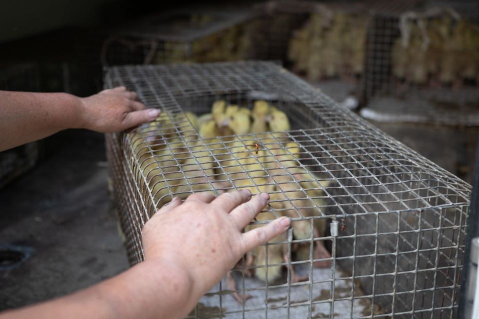 107597164 673281073257593 2379614491472002414 o - На Прикарпатті безкоштовно роздають каченят в рамках нового проєкту - rai.ua