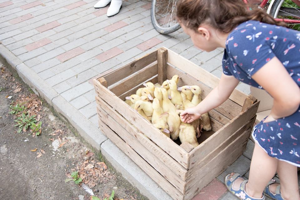 107700232 673281269924240 1595655953424454233 o - На Прикарпатті безкоштовно роздають каченят в рамках нового проєкту - rai.ua