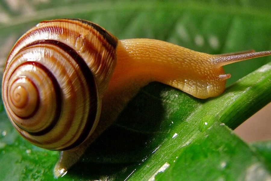 ulitki i slizni kakie byivayut i kak s nimi borotsya 06 - Равликова ферма на Прикарпатті відкрита для екскурсій - rai.ua