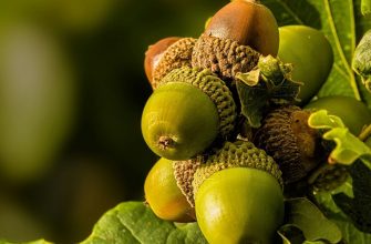 298788 1280x720 1 - На Прикарпатті розпочали збір лісового насіння - rai.ua