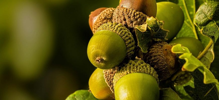 298788 1280x720 1 - На Прикарпатті розпочали збір лісового насіння - rai.ua