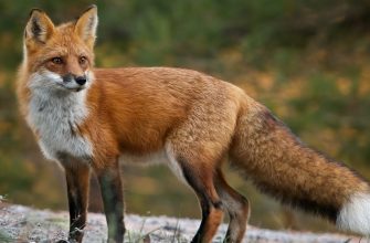 skaz - В Івано-Франківській області проводять імунізацію диких тварин від сказу - rai.ua