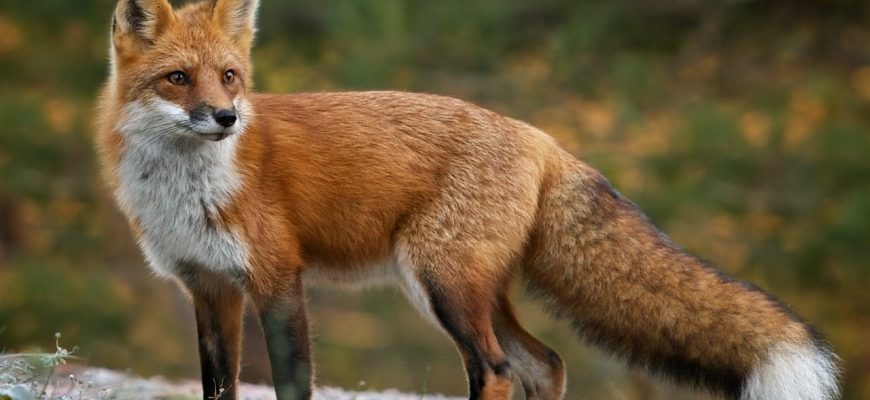 skaz - В Івано-Франківській області проводять імунізацію диких тварин від сказу - rai.ua