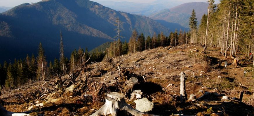 7eb723c7 f5e7 4a72 85ce 338f13011df9 cx0 cy10 cw0 w1200 r1 - В ООН заявили, що Карпатський регіон перебуває в небезпеці через вирубку лісів - rai.ua