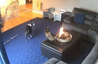 image 2 1 - Реакція кота на підпалений хвіст розсмішила мережу. Відео - rai.ua
