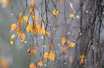 original photo - На Прикарпатті різко погіршиться погода - rai.ua