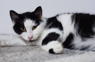 screenshot 1 1 - В Івано-Франківську волонтери відкрили кімнату для безпритульних котів. Відео - rai.ua