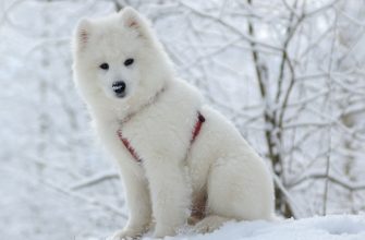 126014 shutterstock 17591323 - Відео з собакою та святковими прикрасами розвеселило мережу - rai.ua
