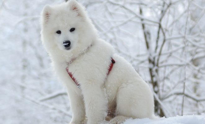 126014 shutterstock 17591323 - Відео з собакою та святковими прикрасами розвеселило мережу - rai.ua
