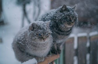 1484632056192444743 - Синоптикиня розповіла, коли в Україну прийде похолодання - rai.ua