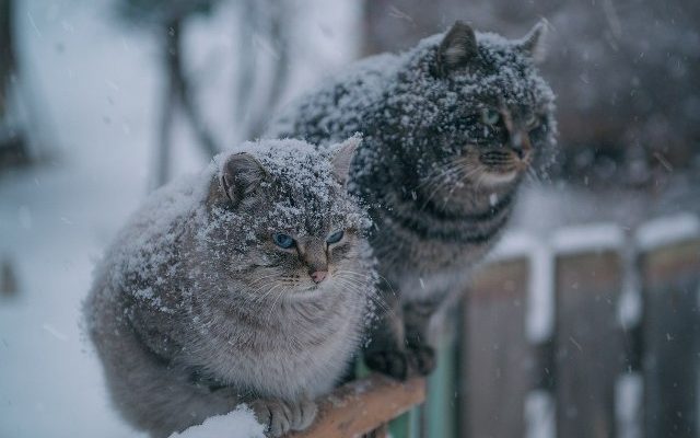 1484632056192444743 - Синоптикиня розповіла, коли в Україну прийде похолодання - rai.ua