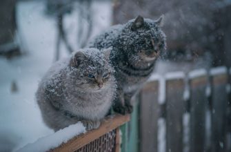 156118 - Бартош і Дімітріос: в Україну насуваються два циклони. Відео - rai.ua