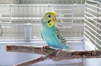 volnistyj popugaj uhod i soderzhanie - Папуга, який співає і танцює перед дзеркалом, розсмішив мережу - rai.ua