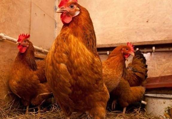 gayg7shutvvzmlaeavb7.w575 - Прикмети та свята 15 січня: що не можна робити на Куряче свято - rai.ua