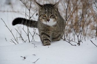 image 2 1 - Прикмети та свята 27 січня: що не можна робити в цей день - rai.ua