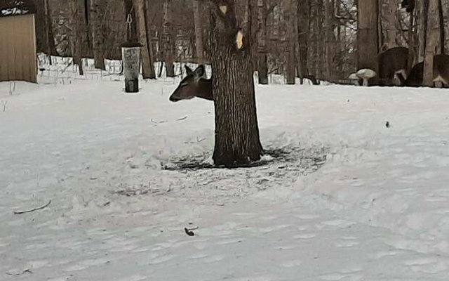 image 1 2 - Користувачів мережі спантеличила оптична ілюзія з головою оленя - rai.ua