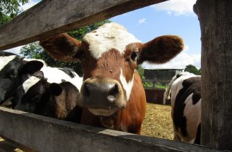 img 3818 20587 - Прикарпатці мають можливість створити молочну ферму: охочим допоможуть знайти фінансування. Відео - rai.ua