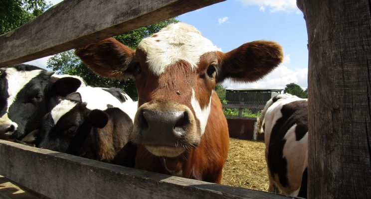 img 3818 20587 - Прикарпатці мають можливість створити молочну ферму: охочим допоможуть знайти фінансування. Відео - rai.ua