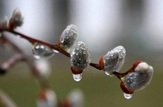 58dcc745a8908 151936 1200 1024x576 1 - Синоптикиня розповіла, якою буде погода на Прикарпатті цього тижня. Відео - rai.ua