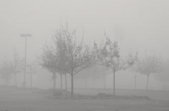 fog trees 282562 - Прикарпаття накриє туман: водіїв попереджають про обмежену видимість - rai.ua