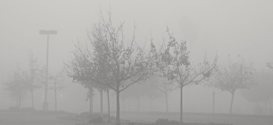 fog trees 282562 - Прикарпаття накриє туман: водіїв попереджають про обмежену видимість - rai.ua