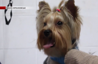 screenshot 3 - В Івано-Франківську волонтери "Дому Сірка" відкрили салон краси для домашніх улюбленців. Відео - rai.ua