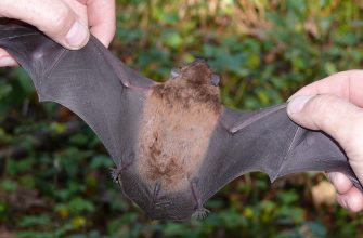 1280px gro e abendsegler nyctalus noctula 03 hs - В Івано-Франківську випустили на волю понад сотню врятованих кажанів. Відео - rai.ua