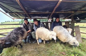 1617713495 5110 - Комаров під час першої експедиції Україною покаже місця неймовірної сили у Карпатах - rai.ua