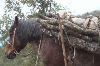 21 05 07 italia mules - Як працює один з останніх муларо Італії. Відео - rai.ua