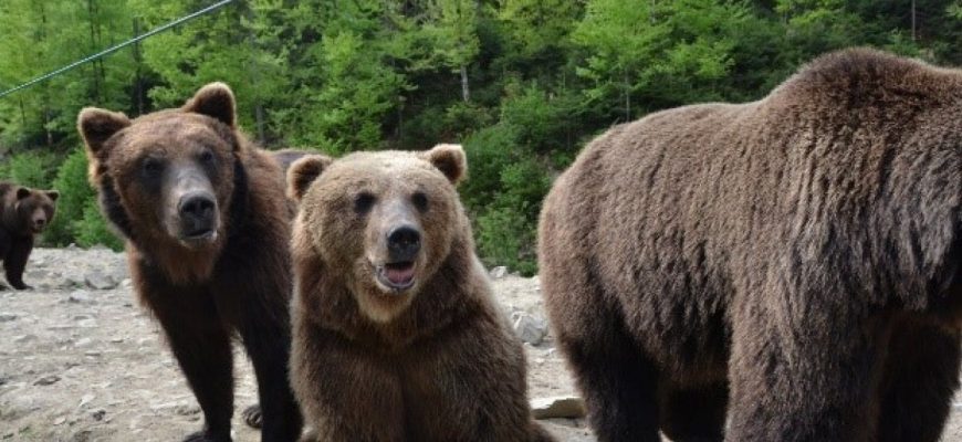 272349 - На Коломийщині розгулює ведмідь: як діяти при зустрічі з твариною - rai.ua