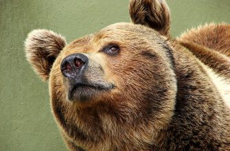 brownbear - Постраждали свині, корова та пасіка: на Прикарпатті активізувалися ведмеді - rai.ua