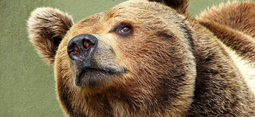 brownbear - Постраждали свині, корова та пасіка: на Прикарпатті активізувалися ведмеді - rai.ua