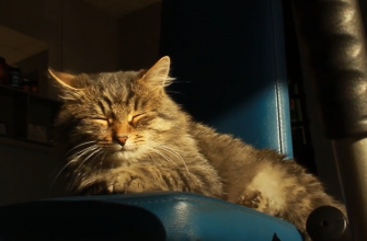 screenshot 14 1 - Увесь день спить та їсть: як у франківському спортзалі оселився кіт Пушок. Відео - rai.ua