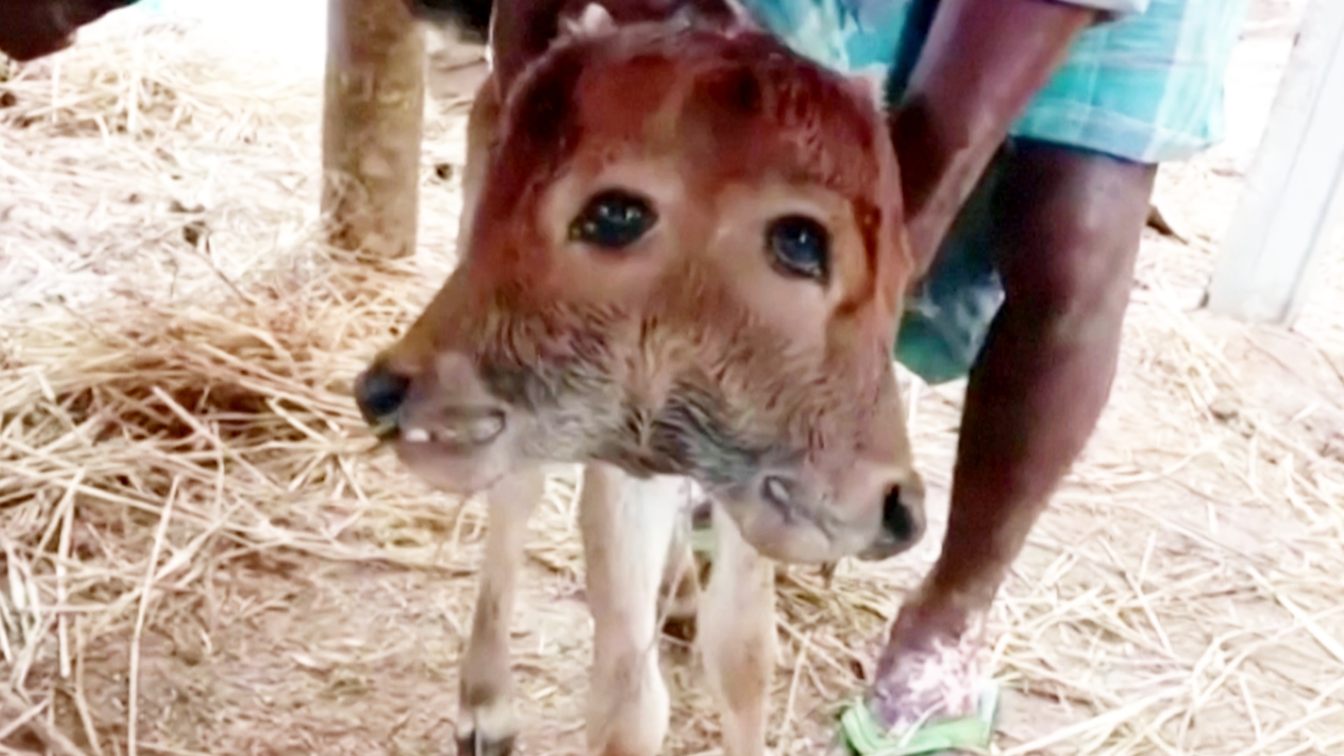 22 01 20 india calf - Двоголове теля народилося в Індії. Відео - rai.ua