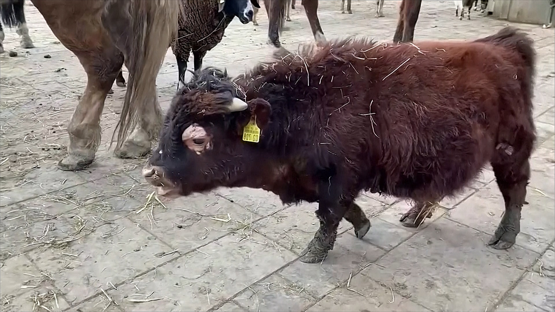 22 02 10 germany bull - Мінібичка Наполеона врятували від загибелі на бійні в Німеччині. Відео - rai.ua