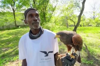 22 06 16 usa falcon - Чорношкірий сокольник: 51-річний житель Вашингтона змінює життя. Відео - rai.ua