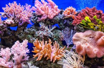 coral reef - Кенійські дайвери відновлюють коралові рифи в Індійському океані. Відео - rai.ua