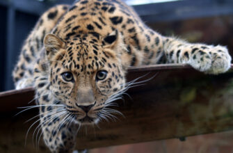 leopard in the colchester zoo - Від Мумбая до Лос-Анджелеса: люди вчаться жити по сусідству з великими кішками. Відео - rai.ua