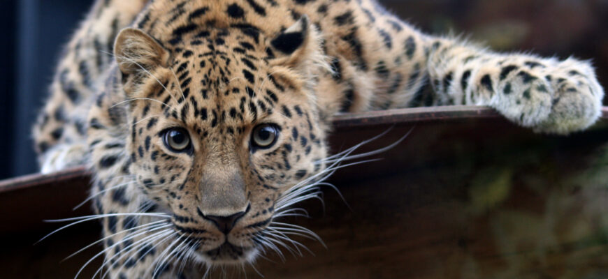 leopard in the colchester zoo - Від Мумбая до Лос-Анджелеса: люди вчаться жити по сусідству з великими кішками. Відео - rai.ua
