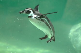 2022 09 08 australia penguin - Найстаріший пінгвін в Австралії досі виховує пташенят. Відео - rai.ua