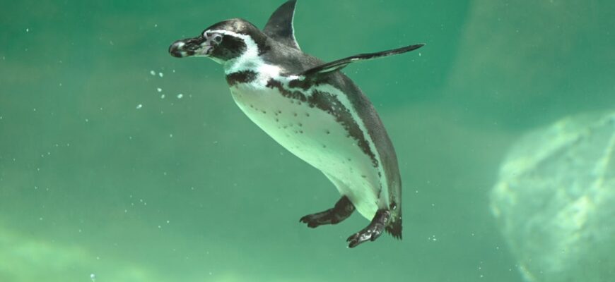 2022 09 08 australia penguin - Найстаріший пінгвін в Австралії досі виховує пташенят. Відео - rai.ua