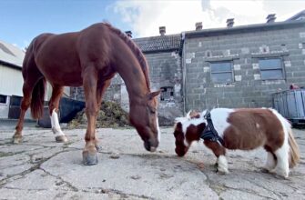 22 11 07 germany pony - З’явився новий претендент на звання найменшого поні світу. Відео - rai.ua