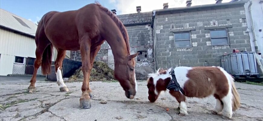 22 11 07 germany pony - З’явився новий претендент на звання найменшого поні світу. Відео - rai.ua