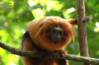 23 02 02 brazil monkeys - Бразильські науковці полюють на рідкісних мавпочок, щоб їх урятувати. Відео - rai.ua