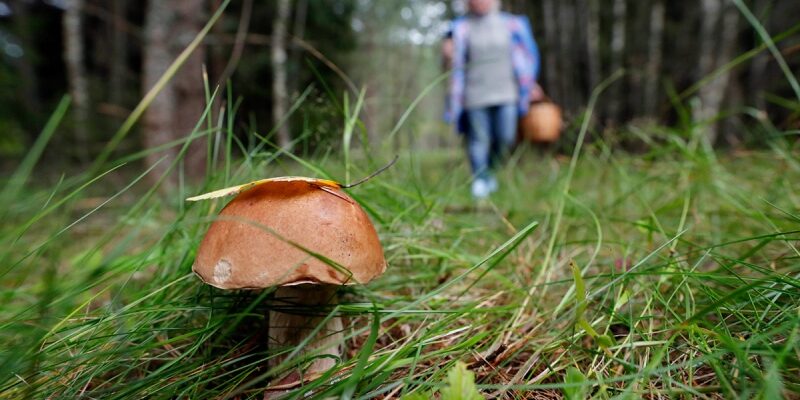 Заблукала жінка під час збирання гибів