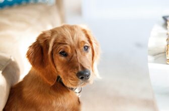 maddy baker wplc86ud7lk unsplash - Стамбул: як собаки-терапевти допомагають в аеропорту. Відео - rai.ua