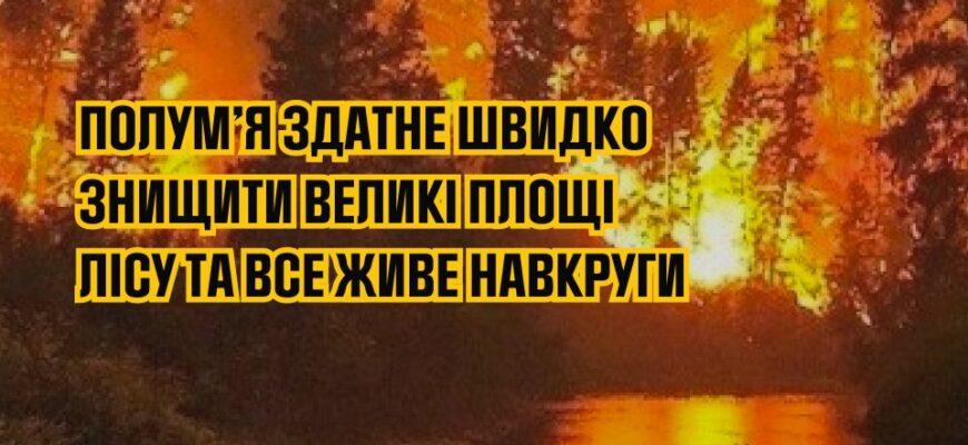 y6 - Пожежна безпека в лісах: як вберегти природу від вогню - rai.ua