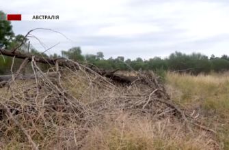 screenshot 9 2 - В Австралії чагарники допоможуть отримувати електроенергію. Відео - rai.ua