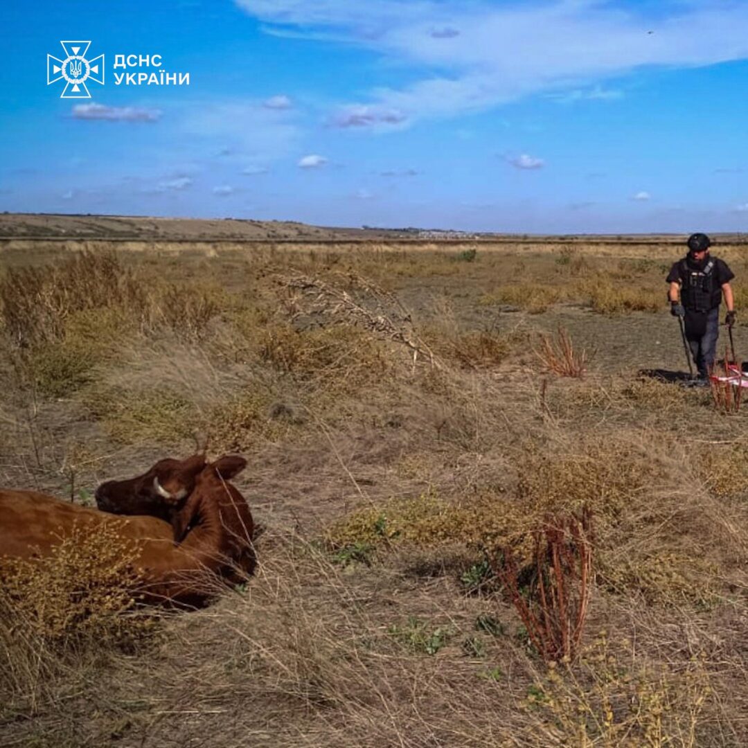 1032 - 4 корови підірвалися на мінному полі на Миколаївщині - rai.ua