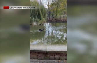 leb - У Парку імені Тараса Шевченка собака загриз чорного лебедя. Відео - rai.ua